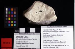 Foto (Objket + Etiketten) von Mesoparapylocheles zapfei (Fraaije et al., 2019) 